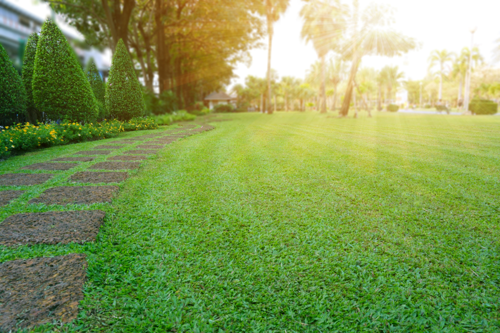 Empire Zoysia Greenfields Turf Farm And Bullsbrook Turf Supplies