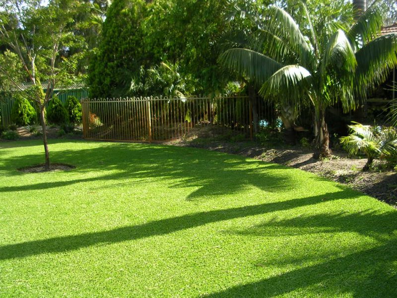 Palmetto Buffalo | Greenfields Turf Farm and Bullsbrook Turf Supplies